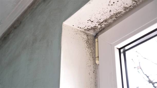 Best Crawl Space Mold Remediation  in Quail Creek, TX